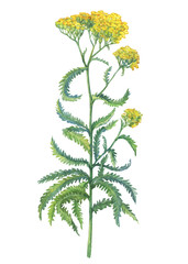 Branch with yellow flowers of wild plant Achillea (also known as sweet yarrow, field hops, English mace or fernleaf yarrow). Watercolor hand drawn painting illustration isolated on a white background. © arxichtu4ki