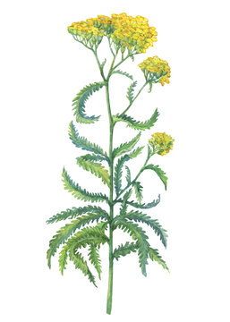Branch with yellow flowers of wild plant Achillea (also known as sweet yarrow, field hops, English mace or fernleaf yarrow). Watercolor hand drawn painting illustration isolated on a white background.