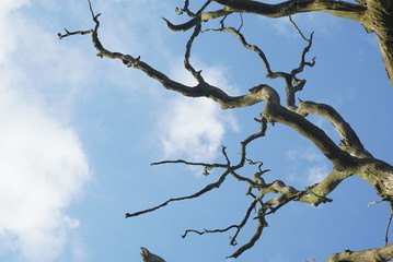 dry tree on the background of the sky