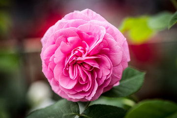 Villa Efrussi Rothschild in the south of France in the town of Cap Ferrat. Flower Festival at Villa Rothschild