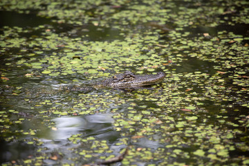 American Alligator