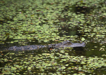 American Alligator