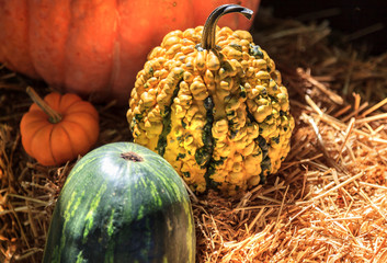Pumpkins, gourds sitting on straw at a farmers outdoor market
