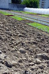 plantation de salades