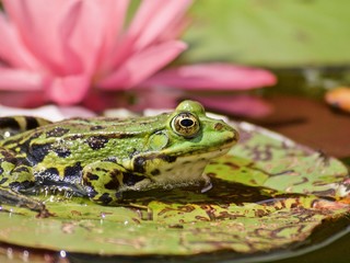 Kleiner gruener Wasserfrosch vor einer pinken Seerose