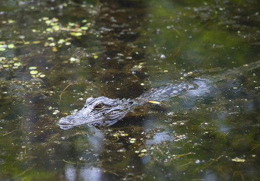 American Alligator