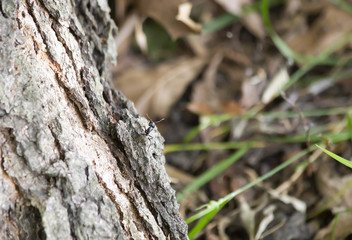 Ant Crawling along a Tree