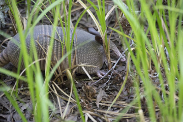 Armadillo Foraging
