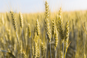 Background image close-up of wheat spikelets on the field. Golden spikelets symbol of harvest and fertility