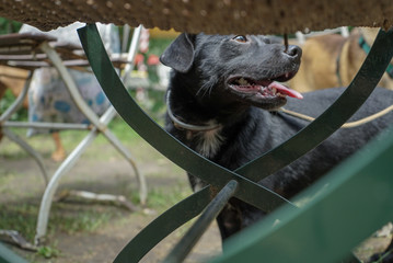 Dog under the table