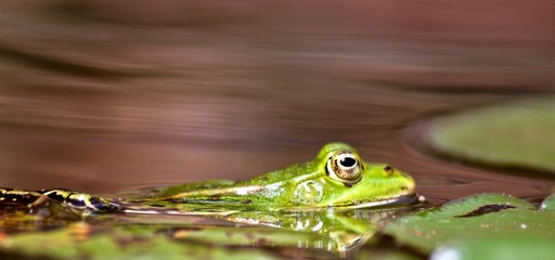 Schwimmender Wasserfrosch mit sanftem Hintergrund