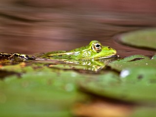 Makro von einem schwimmendem kleinen Wasserfrosch
