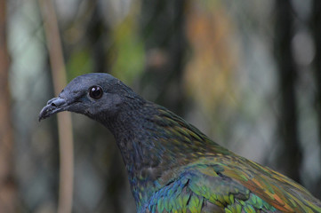 A Nicobar pigeon