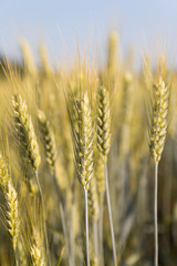 Background image close-up of wheat spikelets on the field. Golden spikelets symbol of harvest and fertility