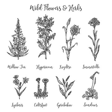 Herbs and Wild Flowers. Vector drawing set. Isolated meadow plants and leaves. Vintage flower. Floral illustration in engraved style Botanical sketch