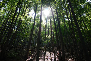 Fototapeta premium Forest in summer