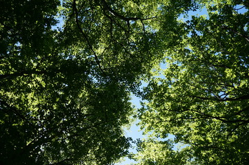 Forest - view from below
