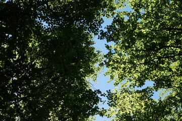 Forest - view from below