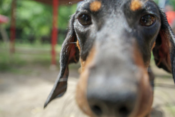 Dog deutschund