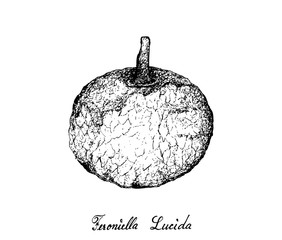 Hand Drawn of Feroniella Lucida Fruits on White Background