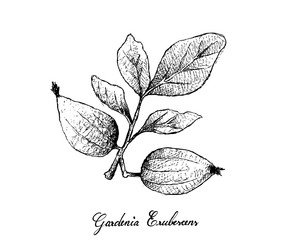 Hand Drawn of Gardenia Erubescens Fruits on Tree Branch