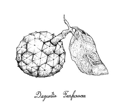 Hand Drawn of Duguetia Furfuracea Fruit on White Background