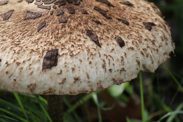 parasol mushroom, closeup of the beige cap