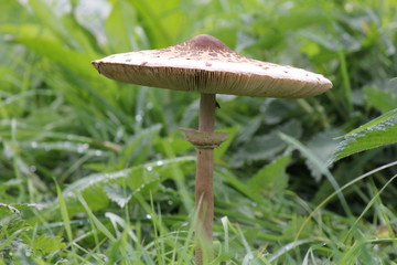 a big parasol mushroom closeup in the forest in autumn