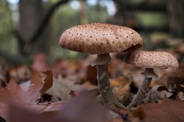 brown mushroom closeup in the forest in autumn