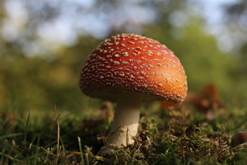 a beautiful red fly agaric mushroom in the forest in autumn