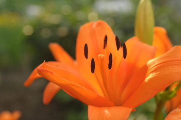 Kwiat lilia koloru pomarańczowego
