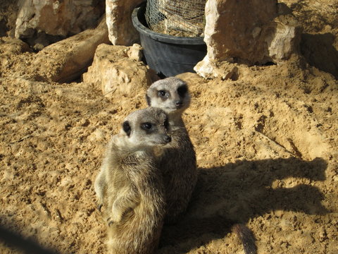 meerkat