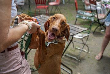 Dancing hungarian vizsla