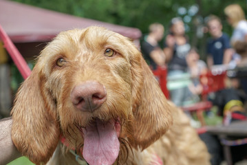 Long hair hungarian vizsla
