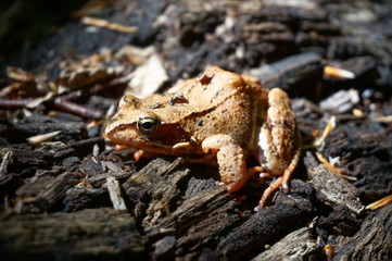 Brown forest frog