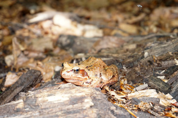 Brown forest frog