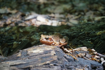 Brown forest frog