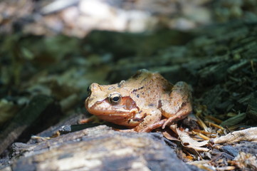 Brown forest frog