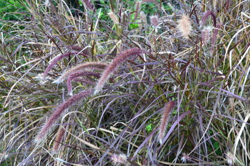African flora. Tanzania