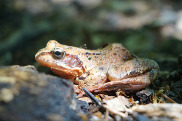 Brown forest frog