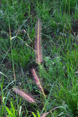 African flora. Tanzania