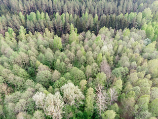 View to the forest from above