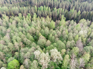 View to the forest from above