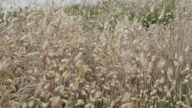 Queues de li&egrave;vre dans le vent dans les dunes de Bretagne