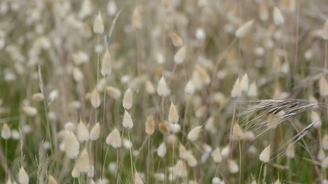 Queues de li&egrave;vre dans le vent dans les dunes de Bretagne