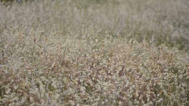 Queues de li&egrave;vre dans le vent dans les dunes de Bretagne