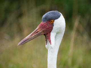 Closeup of Wattled Crane