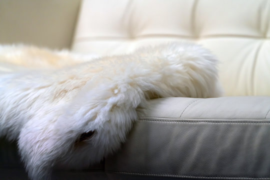 Sheepskin clothing lies on a white leather sofa