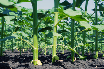 rows of young, green, powerful sunflowers, clean from diseases, weeds, and insects, against the sky
