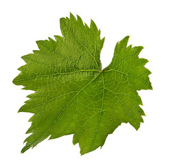 grape leaf isolated on white background